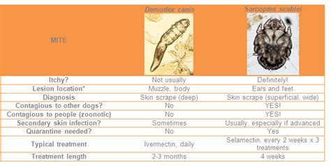 Demodicosis (Red Mange) is Caused by Mites on Dogs. . Demodex vs scabies in humans